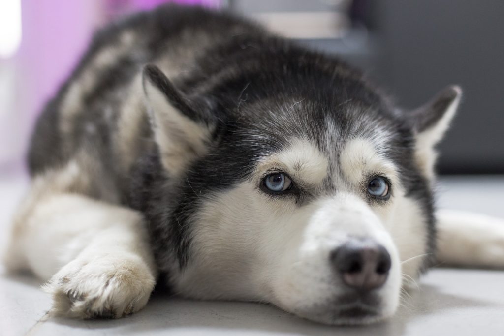 Picture of an adorable floof ball